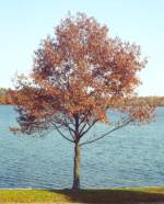 FAMILY TREE LINES